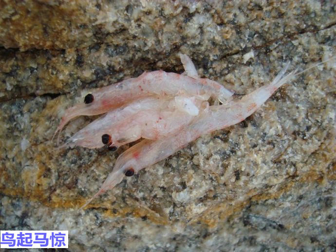 海钓诱饵粉使用方法,海钓鱼饵使用技巧