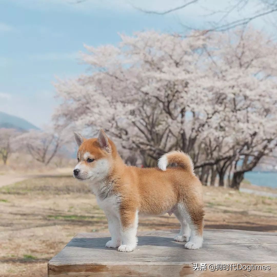 春暖花开带你去流浪,春暖花开带着狗狗去踏青
