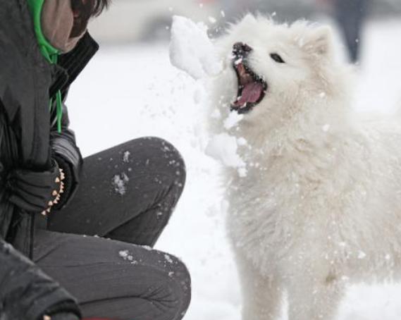 盘点特别耐寒的6种狗狗,狗狗耐寒零下多少度