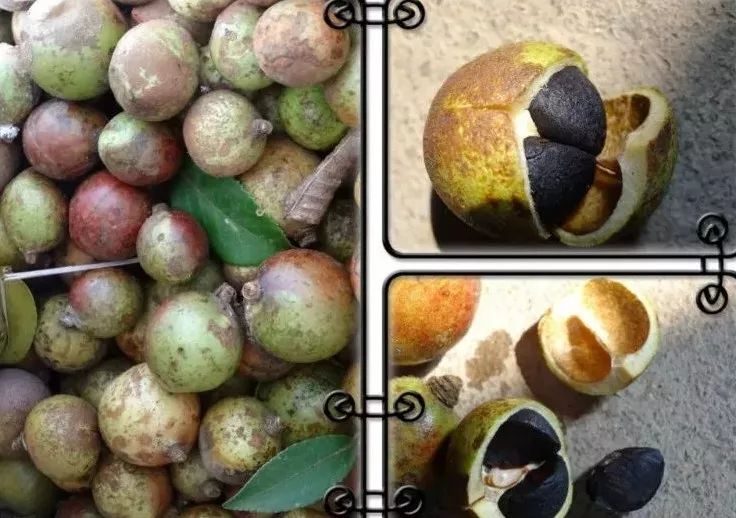 茶油小妙招,茶油怎样才算变质