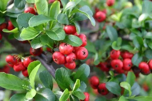 十种常见的秋季观果植物,夏季观果植物怎么养护