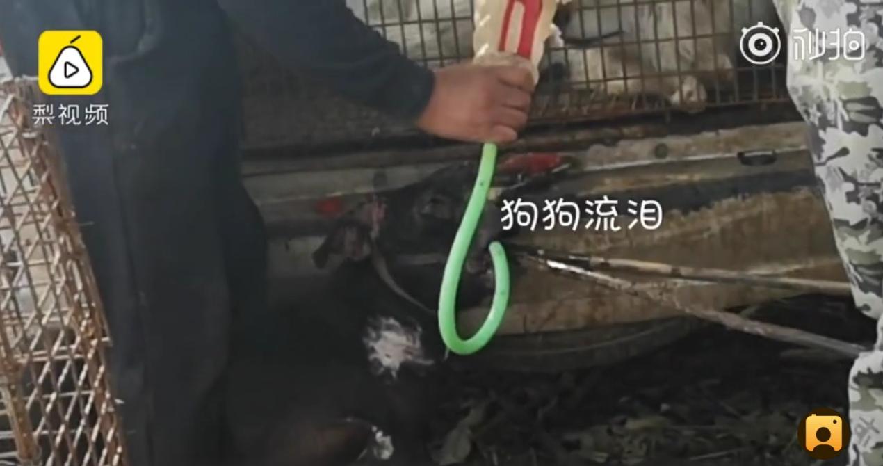 铁钳卡住头、水管直接插胃里狗贩：不给狗灌三四斤水怎么赚钱？