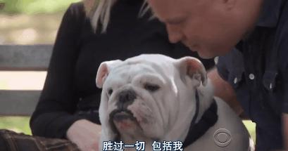 猫狗吃醋打架,吃醋的猫狗