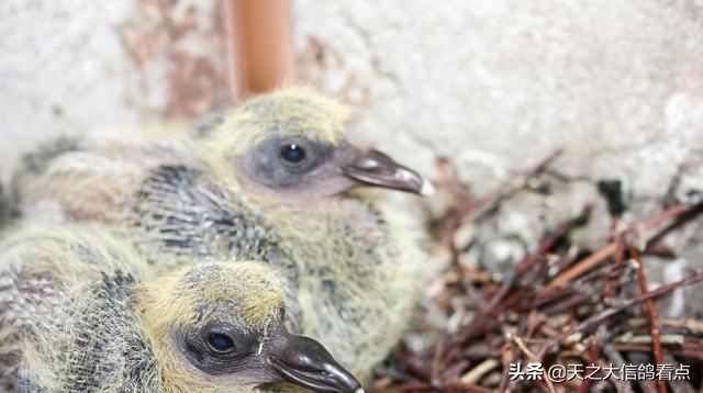 赛鸽怎么淘汰幼鸽,赛鸽品种改良第一步