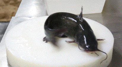 开门神器发明专利,开门神器最新款