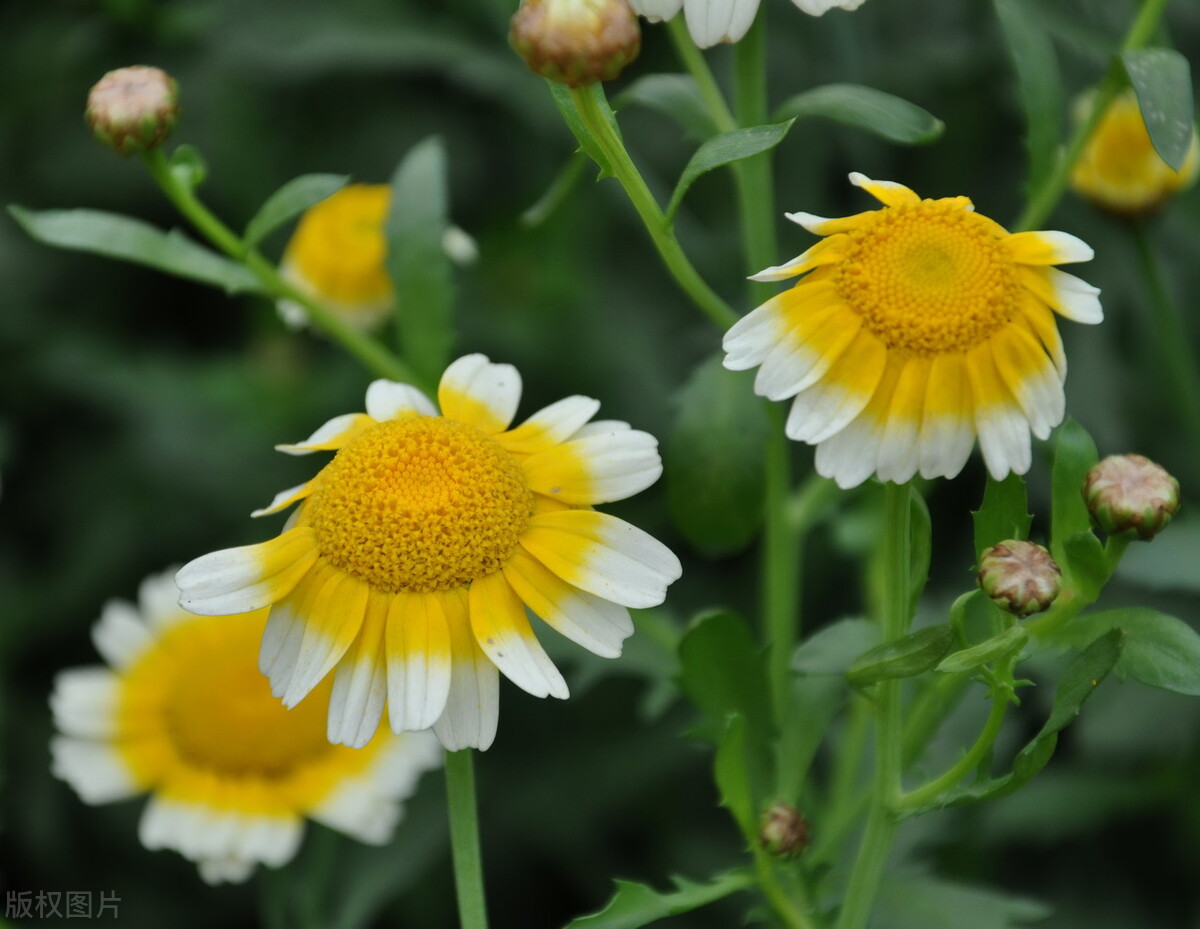 1月至12月生日花的花语,什么花语是祝福生日快乐的花