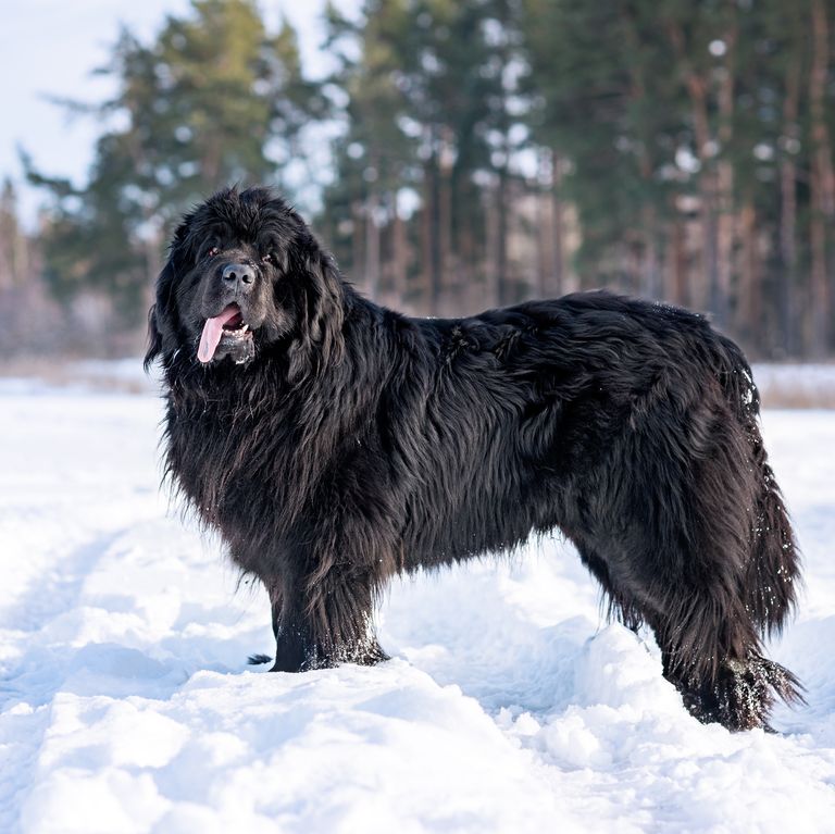 最忠诚的犬种排名拉布拉多,最忠诚的4种狗中华犬种2种上榜