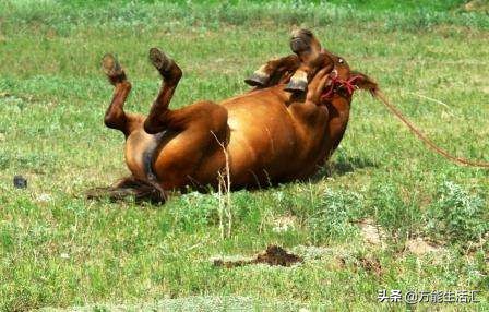 大象隐藏11种动物,了解大象的身体特征