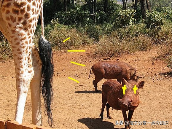 长颈鹿动物冷知识,长颈鹿有趣冷知识