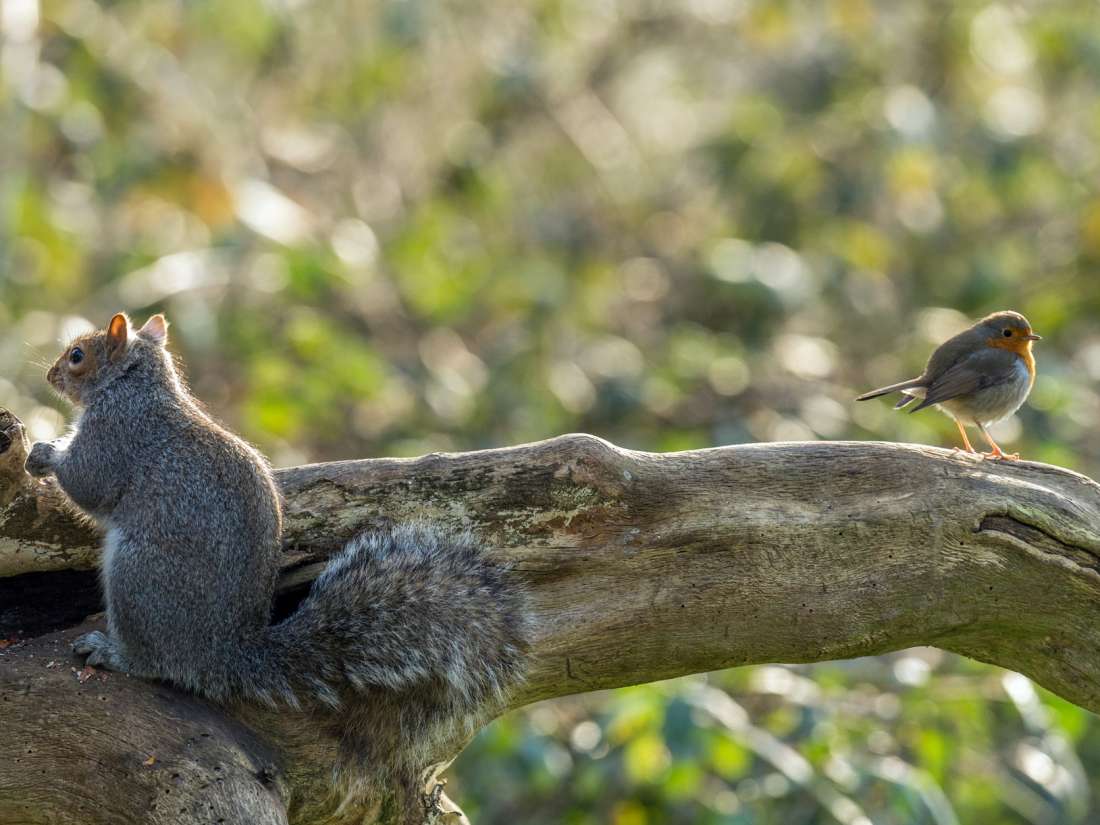 松鼠会听懂鸟说话吗,松鼠可以听懂鸟说话吗