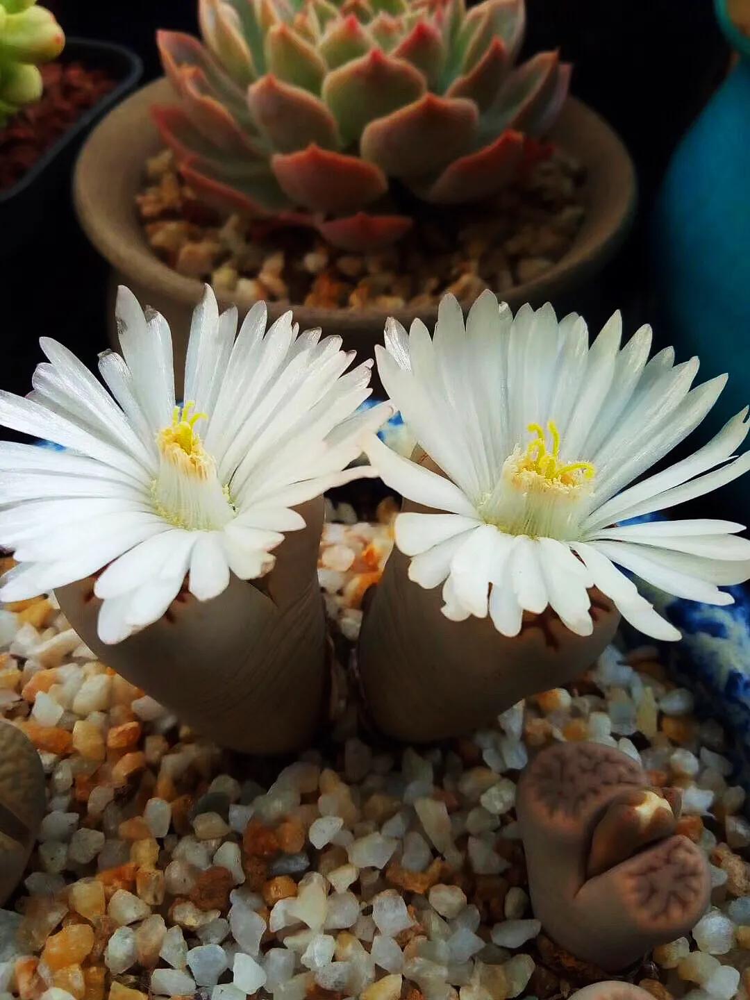 多肉生石花好看视频,多肉生石花开图