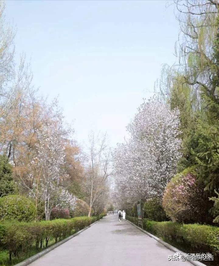 伊犁师范大学匆匆那年,终于等到你萨克斯演奏