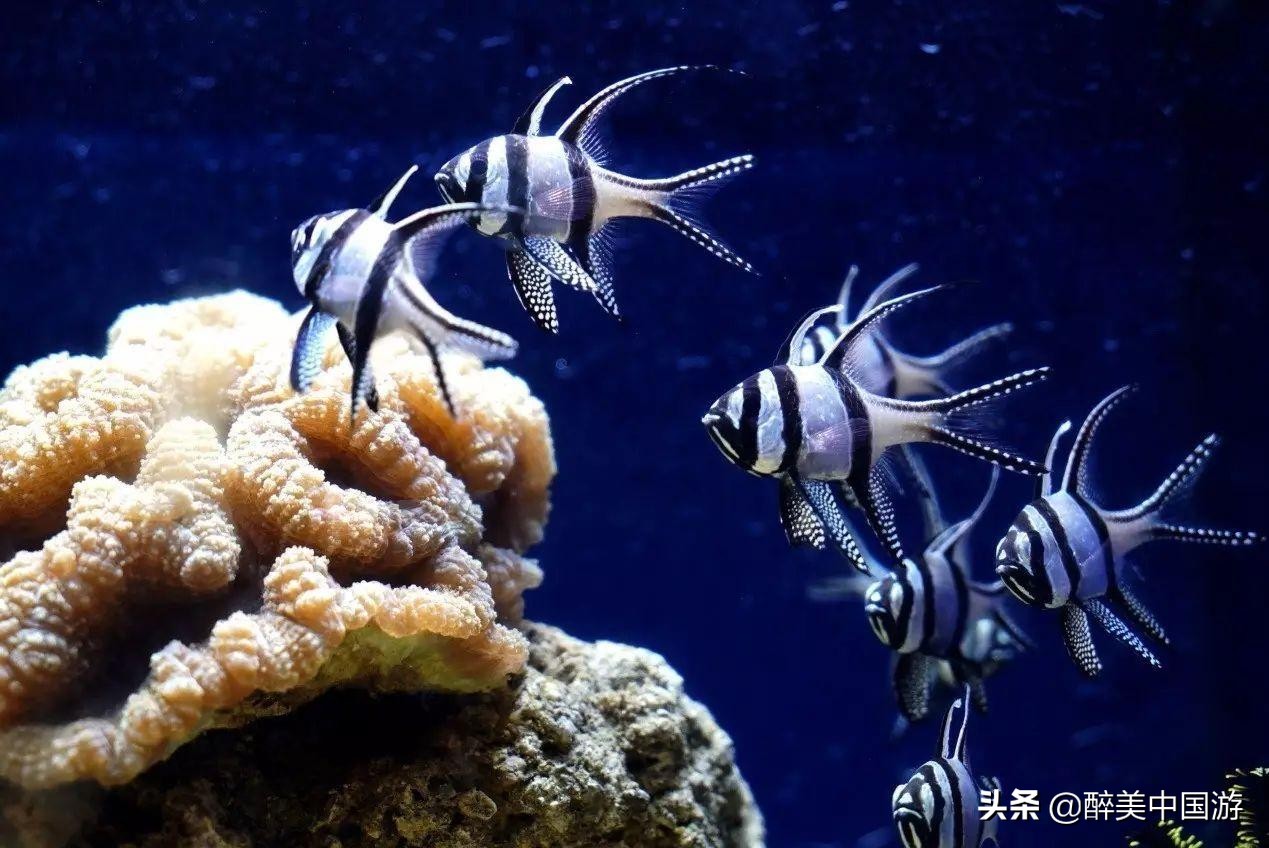 佛山海立方水族馆,探秘海洋公园
