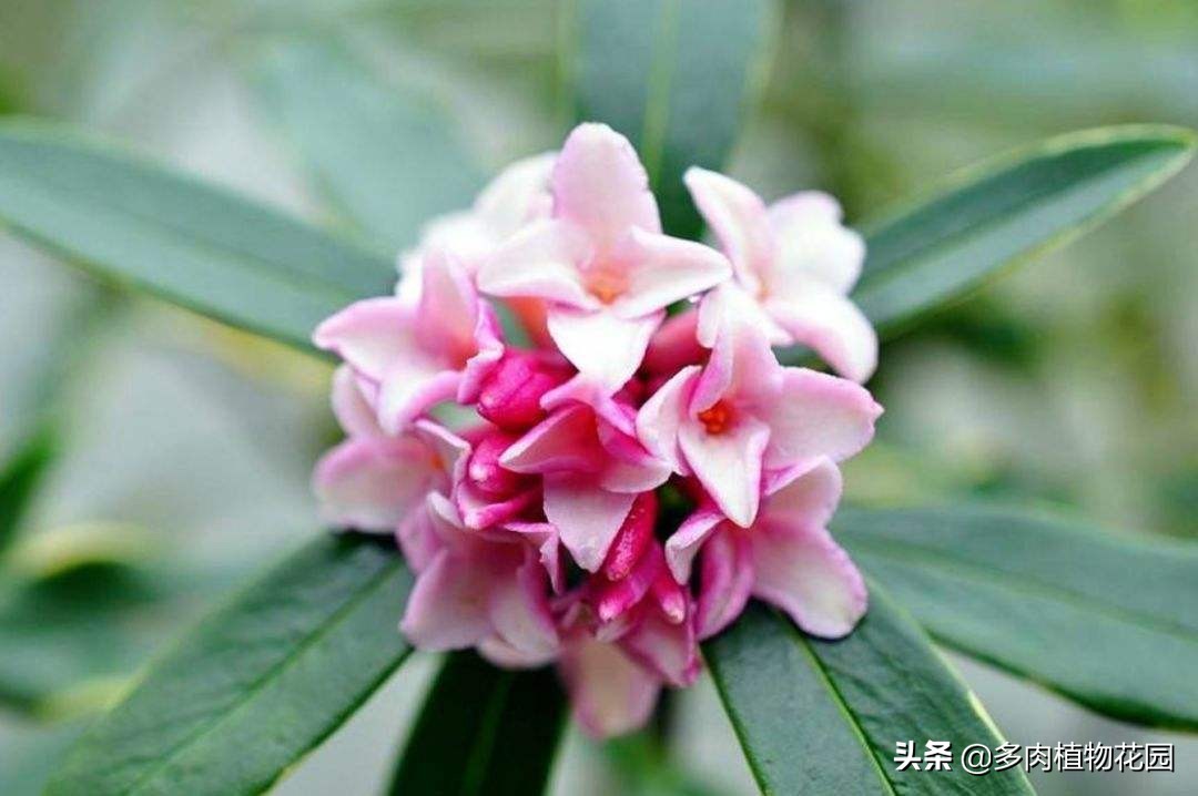 瑞香叶发黄掉叶是怎么回事,瑞香叶片很薄怎么回事