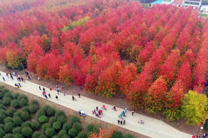 上海厉害了,厉害了上海