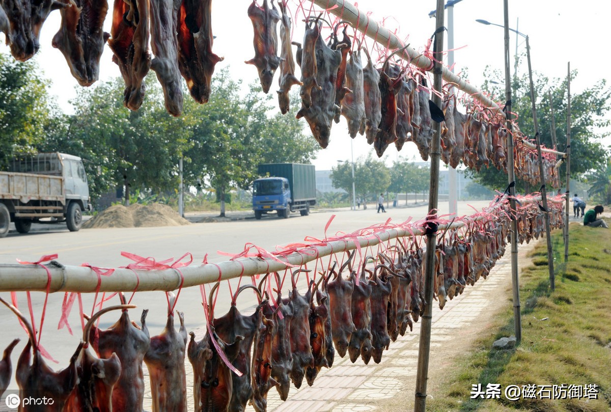 老鼠怎么那么可恶,大家说老鼠可怜吗