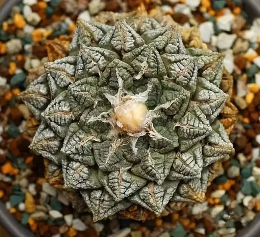 世界十大花卉排行榜名单,世界十大名贵花草