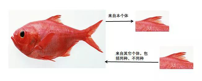 十大转基因动物,你真的了解土鸡吗