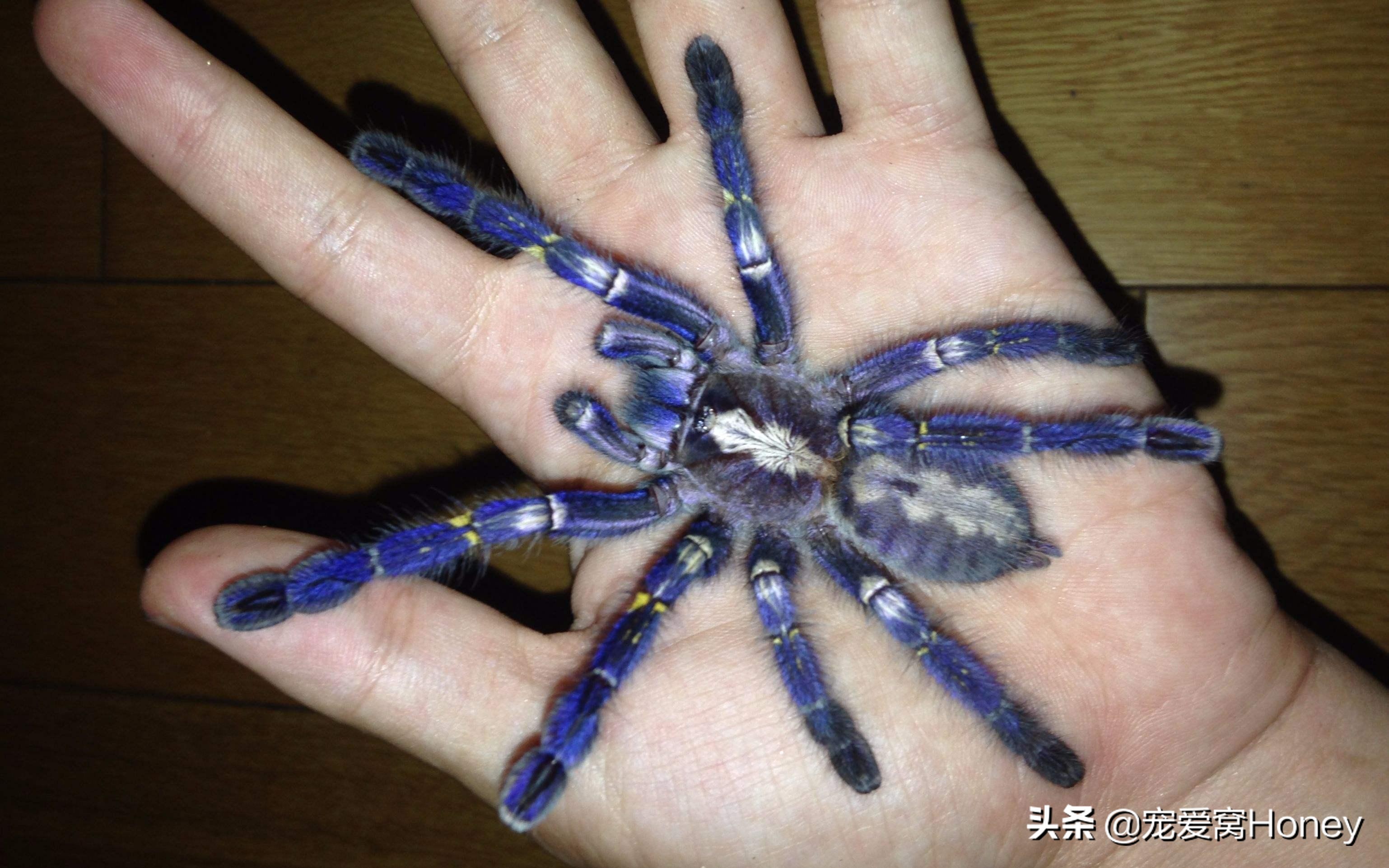 家里长腿蜘蛛多什么原因怎么处理,家里高脚蜘蛛怎么处理