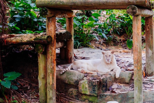广州长隆旅游攻略自由行详细,广州长隆五一节3天2夜亲子游攻略