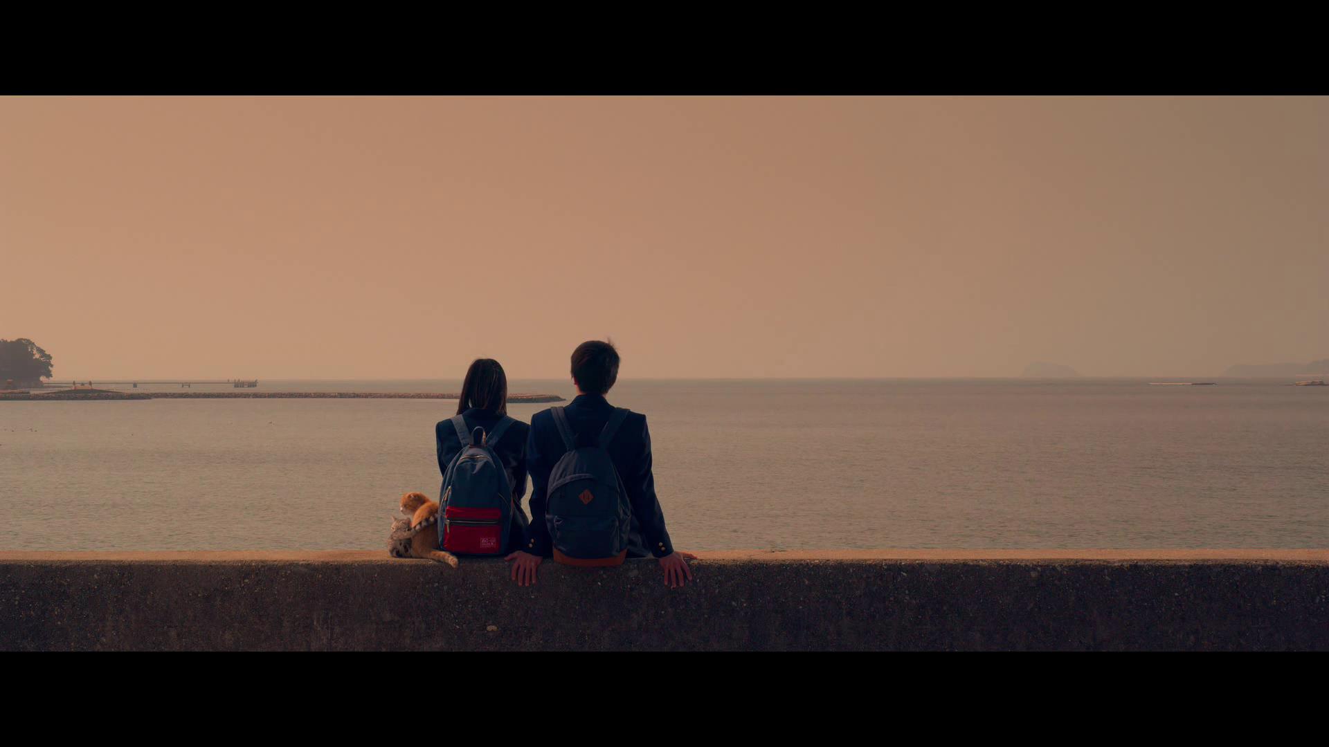 十部顶级治愈系猫片,十部顶级治愈猫的电影