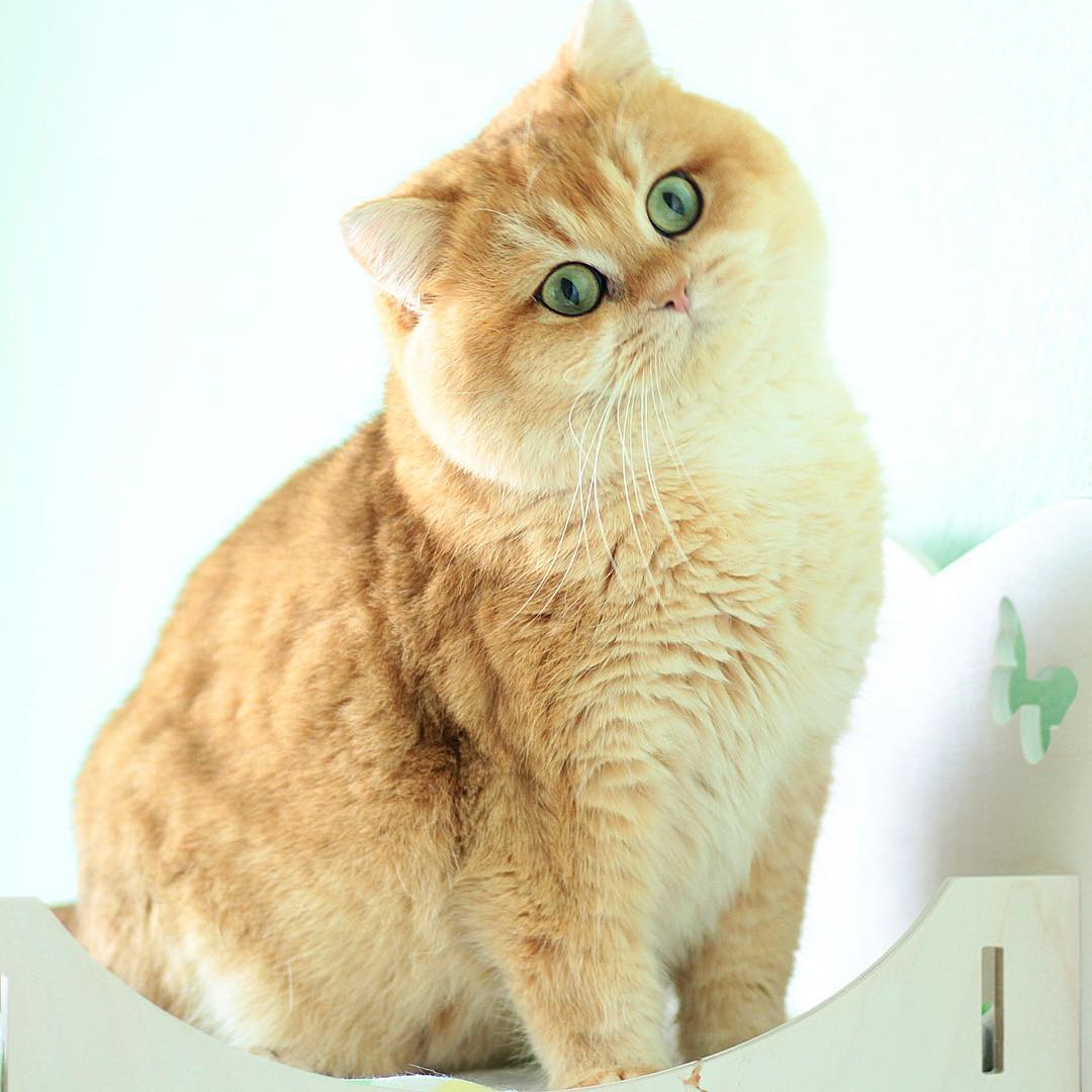 猫咪拉肚子和猫瘟的区别,猫咪确诊了猫瘟喝点水就想吐