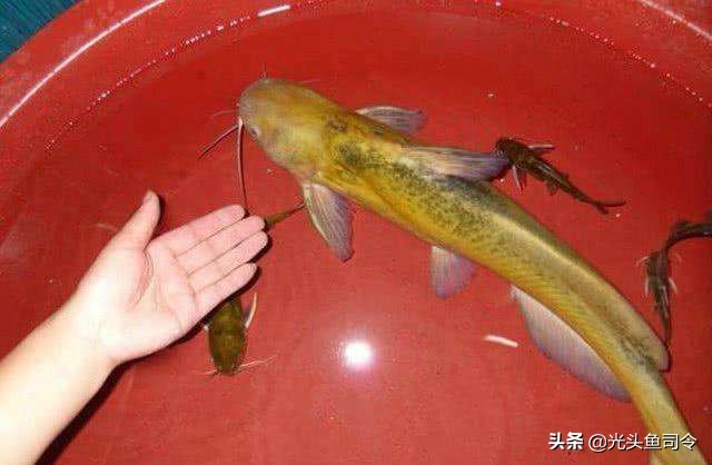 别看这些鱼长得很像，但口味天差地别！钓鱼人十有八九都分不清