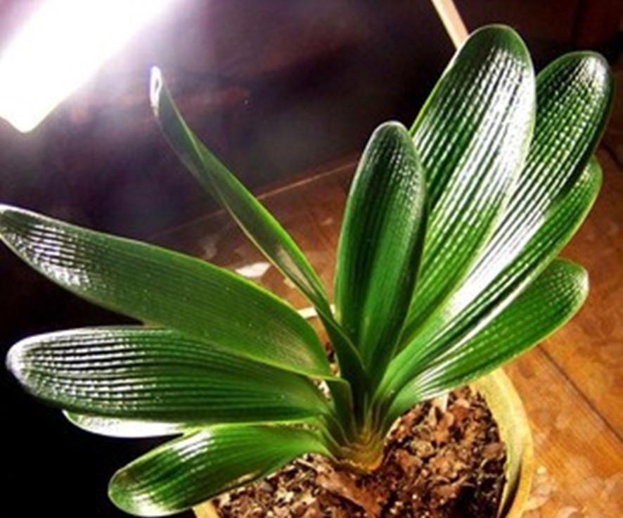 购买优质君子兰小苗,买纯红色君子兰