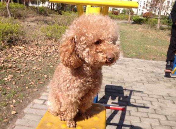 泰迪的七种底线,泰迪不能做哪些事