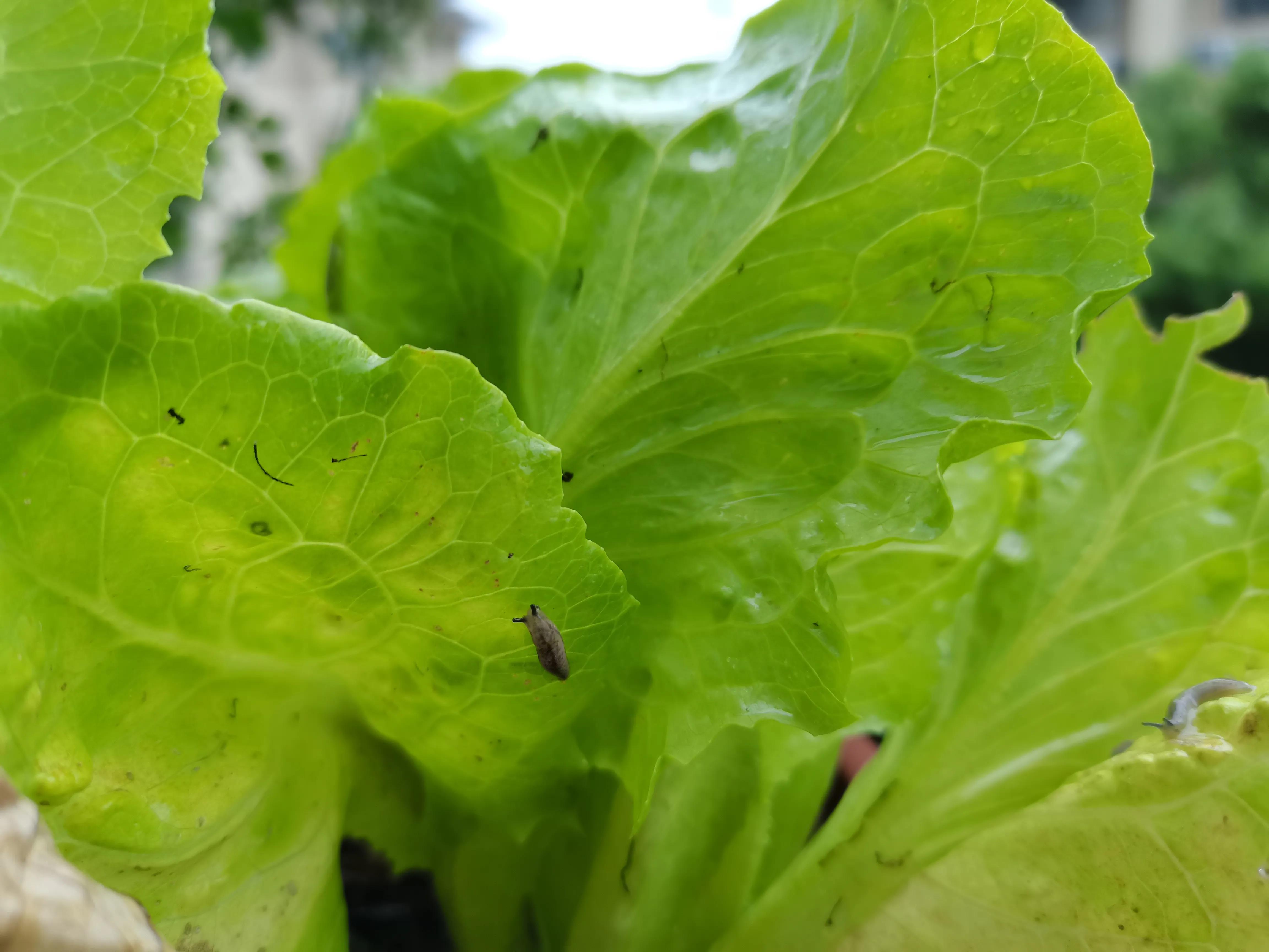 生菜上有鼻涕虫吗,生菜叶中间有白色虫卵怎么办