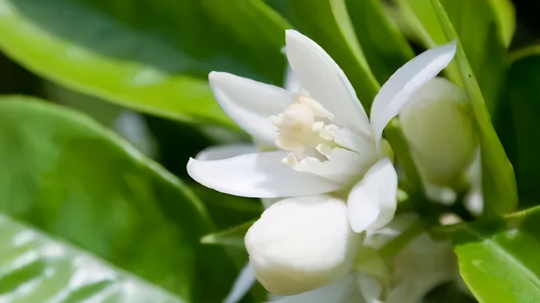 喜欢ysl黑鸦片香水的女生,ysl哪个香水适合女生