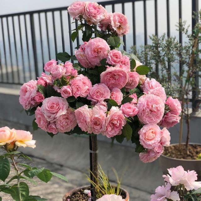 适合阳台种的浓香藤本月季,阳台藤本月季哪个品种好