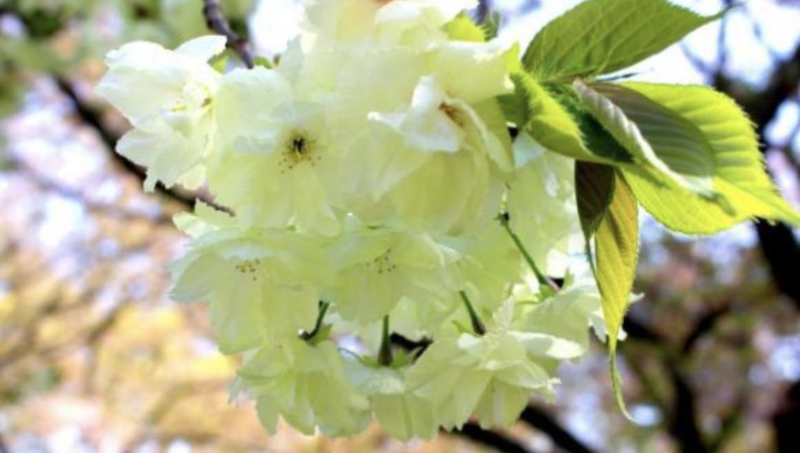 又到了一年一度赏樱花的季节,又是一年樱花开快来沉浸式赏樱