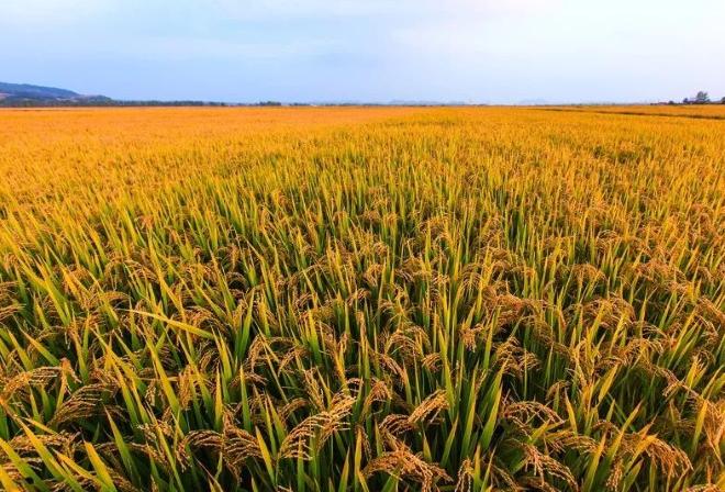 危机来了！澳洲90%大米依赖进口，最大供应商已转向中国