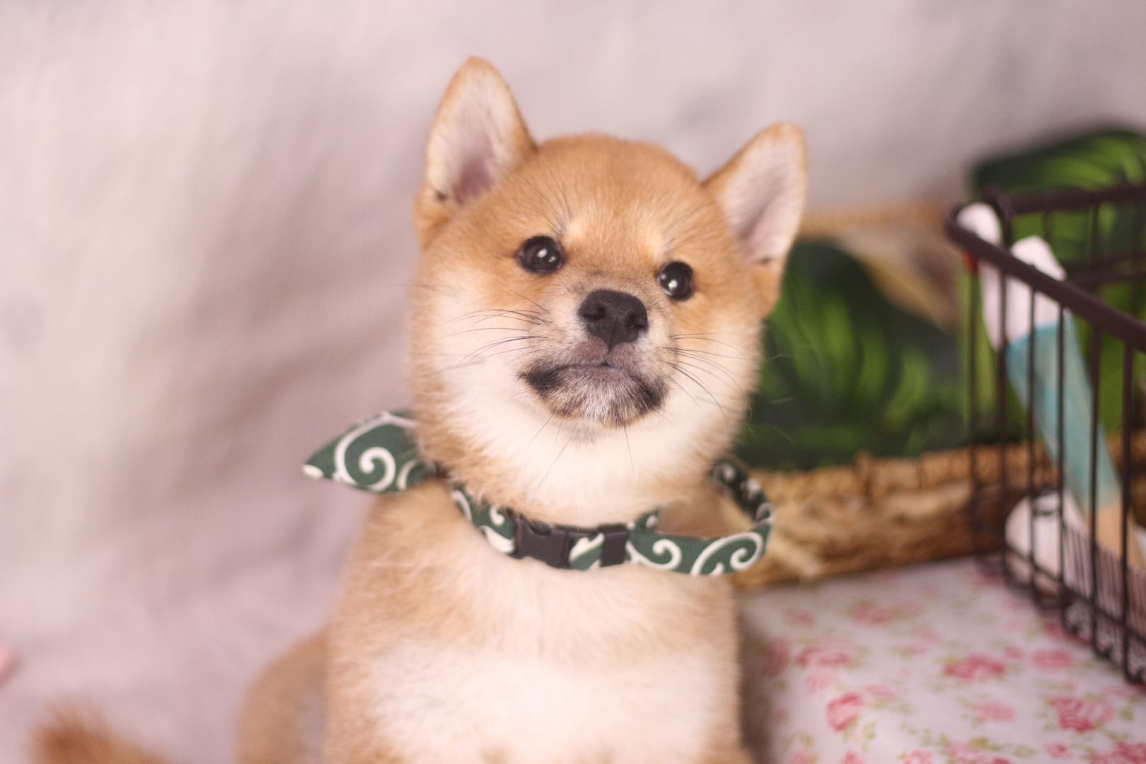 给柴犬吃什么鱼比较好,给柴犬怎么喂罐头