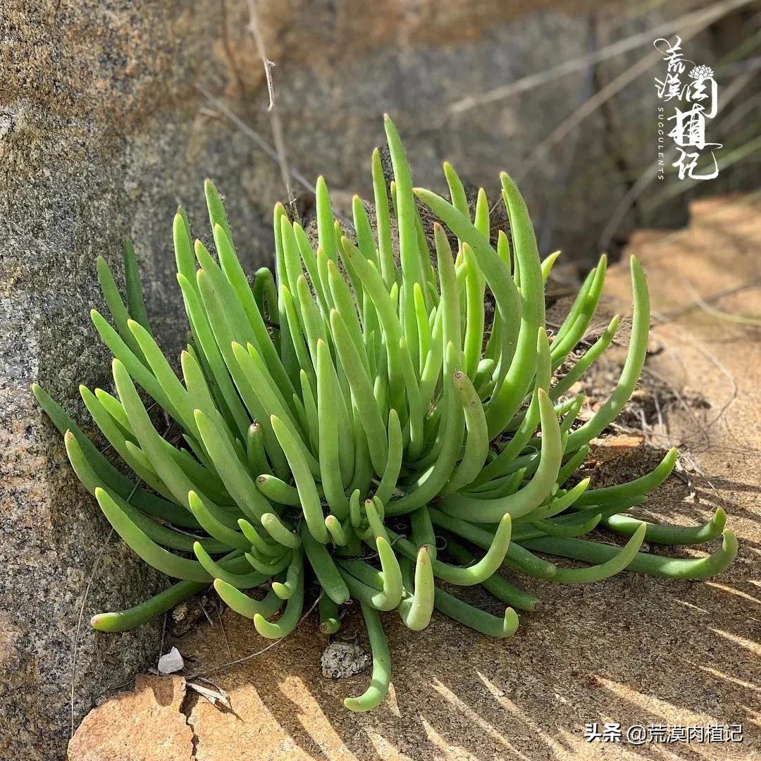 美国加州海岸仙女杯,美国仙女杯