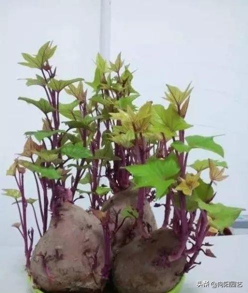 家里阳台种红薯的方法,家庭版种红薯的方法