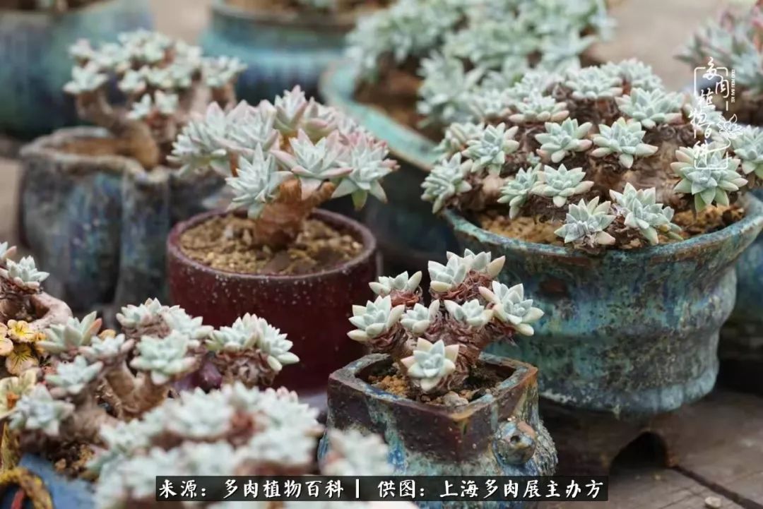 2023多肉展会直播,2023上海多肉植物展