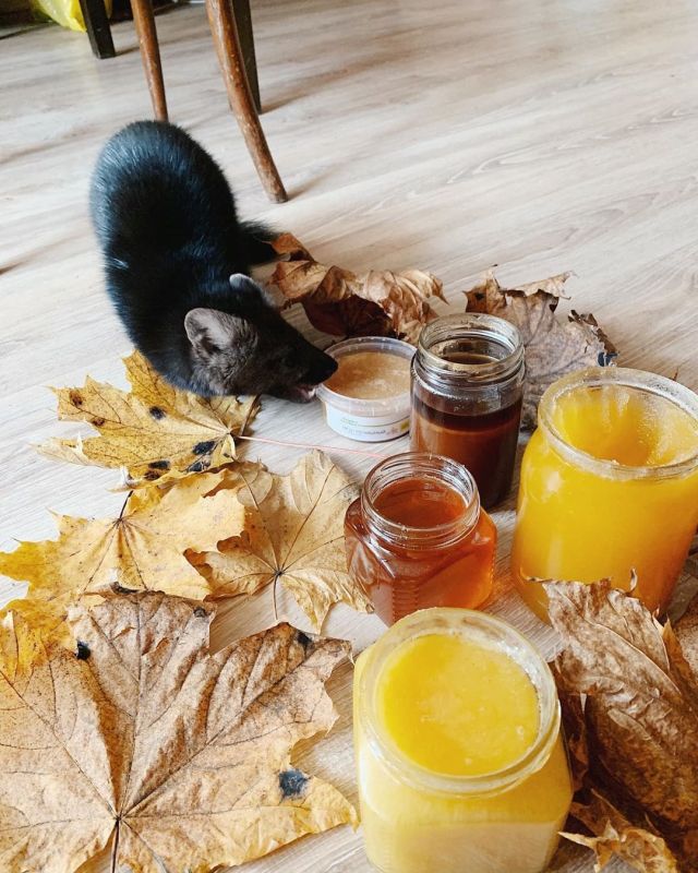 海豹北极熊为什么不怕冷,棕熊海豹