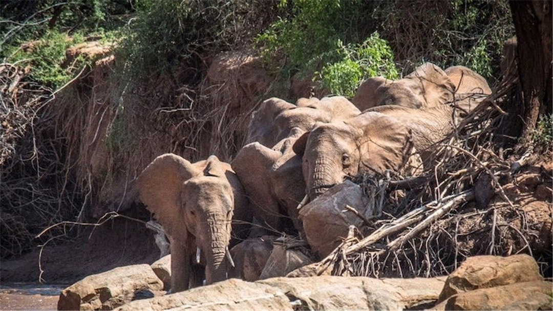 大象脚底可以感知很远的声音吗,大象听力来源于脚