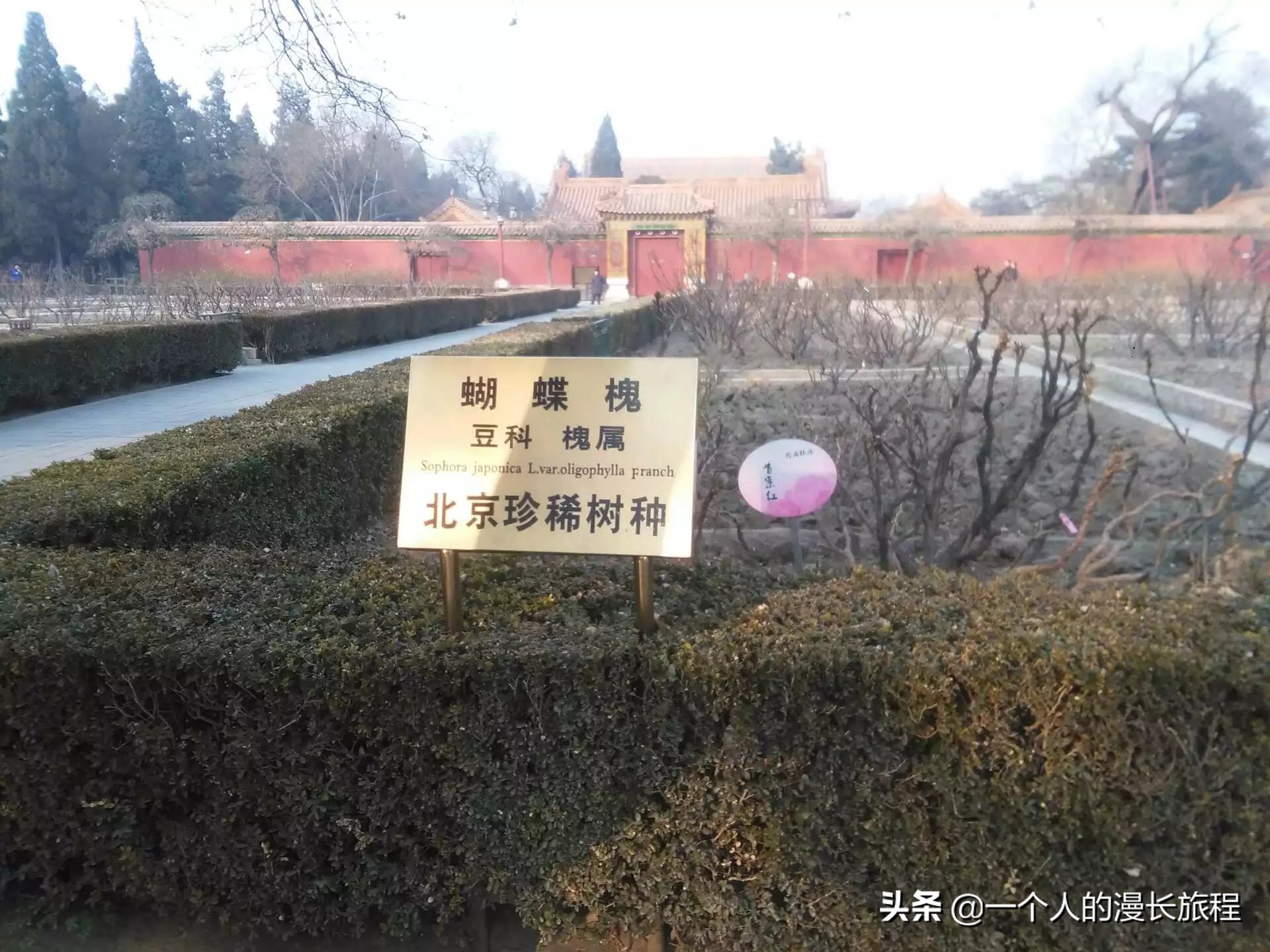 北京景山,这里是北京故宫