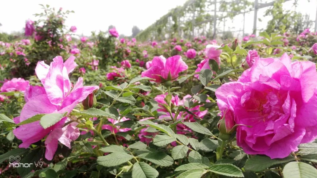 春末夏初,美美的三炫等你来