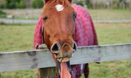 100万澳元墨尔本买农场能买多少亩,500万买新西兰农场