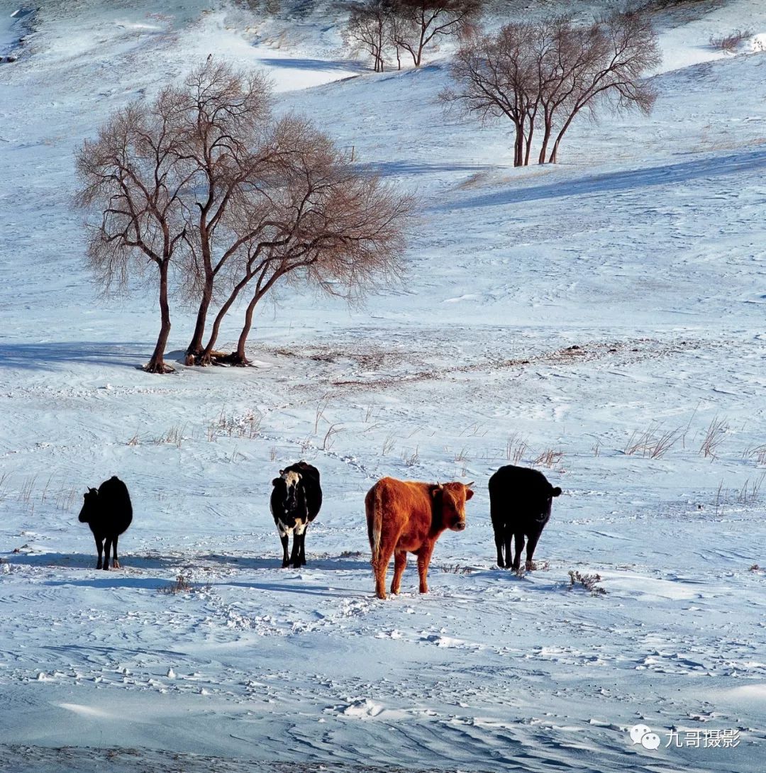 大美坝上草原全景,大美坝上风光系列之一
