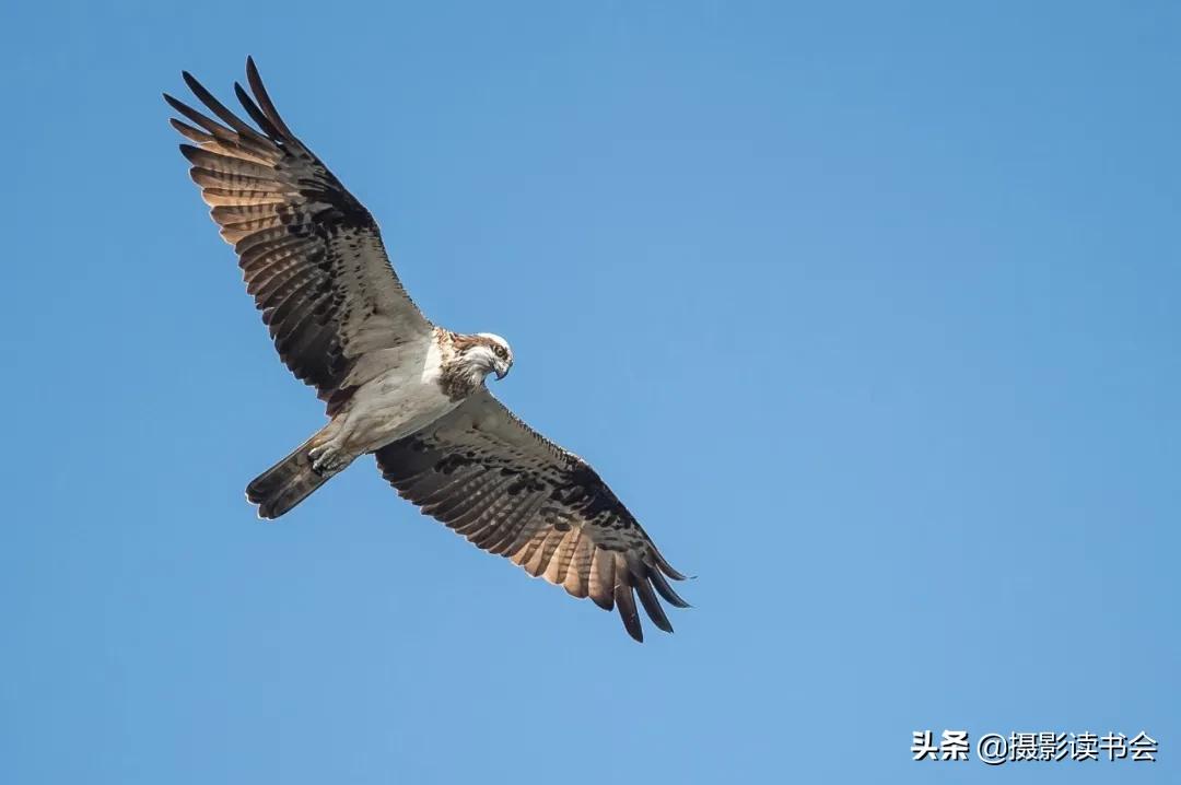 尼康拍野生动物,这位摄影师