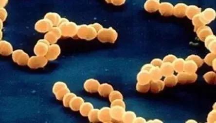 最强蜂胶,超级天然蜂胶