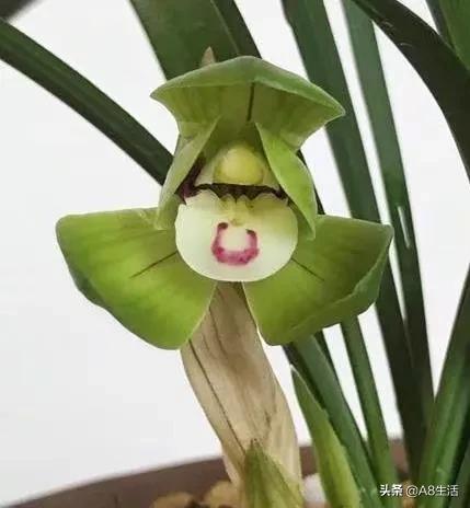 每日一品中国兰花图片,每日一品全文