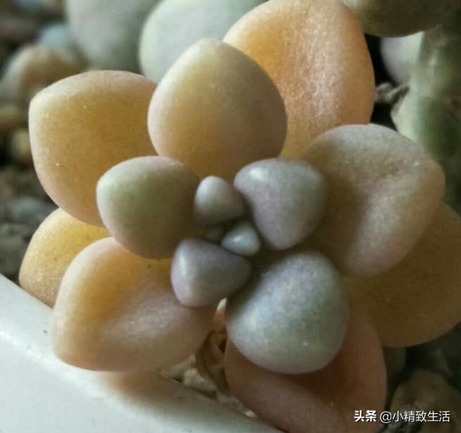 刚上盆的多肉晒太阳化水怎么处理,多肉化水原因及解决方法