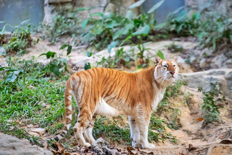 广州长隆野生动物世界旅游攻略,长隆野生动物世界攻略2-3天广州游