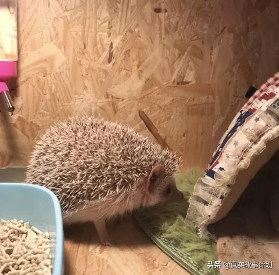 为什么有人会拿蛇蜥蜴蜘蛛当宠物,爬虫宠物蛇大型